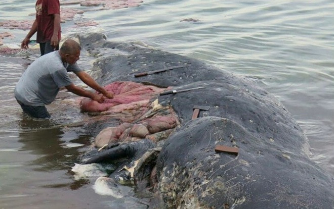 Sự thật gây sốc bên trong bụng của con cá nhà táng trôi dạt bờ biển Ảnh 2