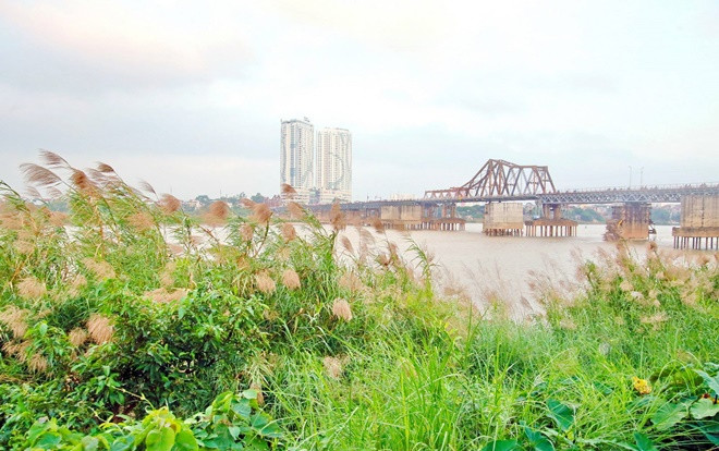 Chờ ngày gió lạnh về ghé cầu Long Biên ngắm mùa hoa lau trắng muốt nở ven sông đẹp quên sầu Ảnh 2