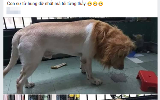 Phát cuồng với hình ảnh chú sư tử 'hung dữ' nhất hệ mặt trời Ảnh 2