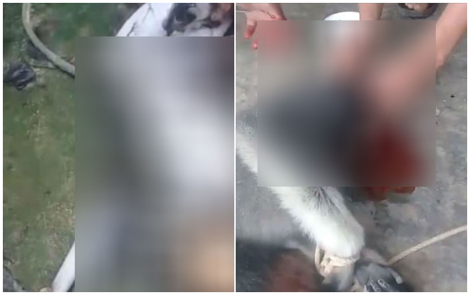 Cơ quan chức năng vào cuộc truy tìm nhóm người mổ thịt khỉ rồi phát trực tiếp lên Facebook Ảnh 2