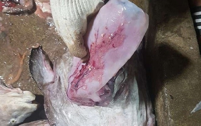 Phát hiện gây sốc bên trong bụng con cá thầy tu Ảnh 2