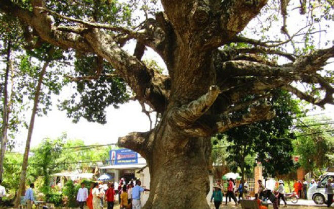 Điều chưa biết về 'cụ' cây dầu dù khổng lồ trên đất Trà Vinh Ảnh 2
