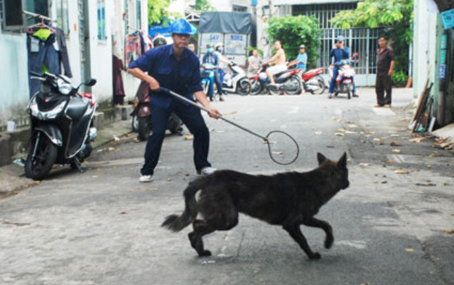 Đội săn bắt chó thả rông ở Hà Nội sẽ hoạt động vào đầu năm 2019 Ảnh 2
