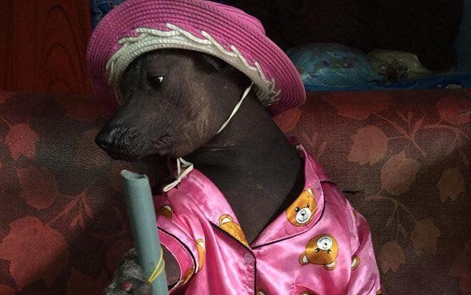 Cười không nhặt được mồm với hình ảnh chú chó núc ních điệu đà trong bộ pijama màu hồng Ảnh 2