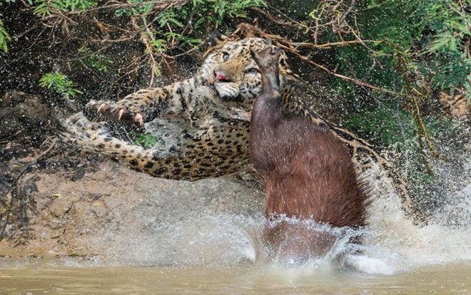 Cú tẩu thoát ngoạn mục của chuột lang khổng lồ trước móng vuốt báo đốm Ảnh 2