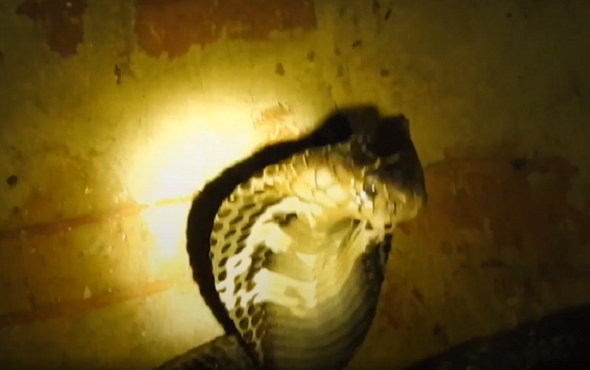 Nuôi rắn hổ mang cực độc kiếm trăm triệu mỗi năm Ảnh 2