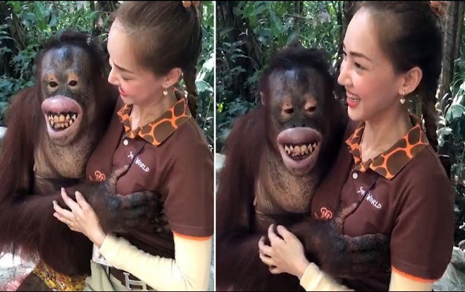 Đười ươi đực sờ ngực cô gái rồi cười trước sự chứng kiến của nhiều người Ảnh 2