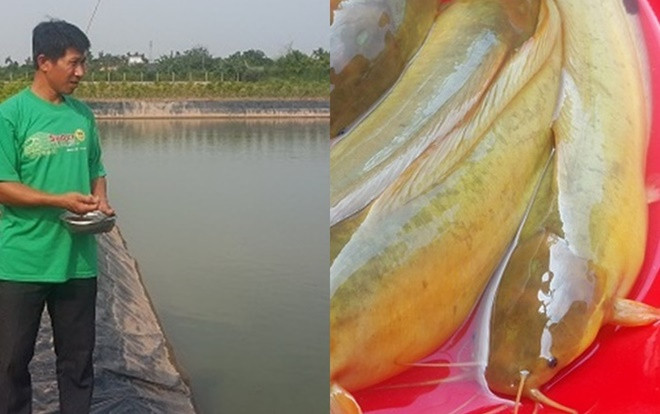 Nam Định: Đã mắt ngắm đàn cá vàng như nghệ, thu trăm triệu/năm Ảnh 2