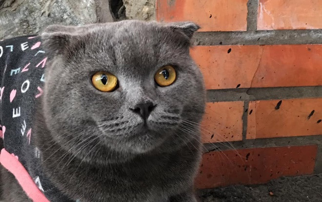 Bị cộng đồng Hutech truy tìm vì 'cuỗm' mất mèo của chủ quán nước, nam sinh giải thích: 'Tưởng mèo hoang nên đem về' Ảnh 2