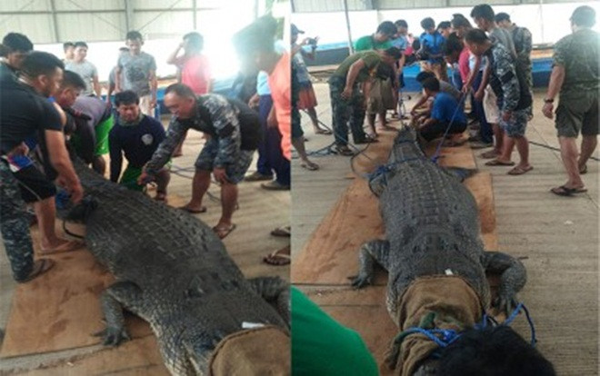 Bắt cá sấu nặng 500 kg nghi ăn thịt người Ảnh 2