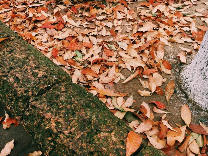Nhân mùa phong lá đỏ, đi tìm những ngôi trường có mùa lá đổi màu đẹp nhất Việt Nam, lên hình xinh như ở trời Tây Ảnh 12