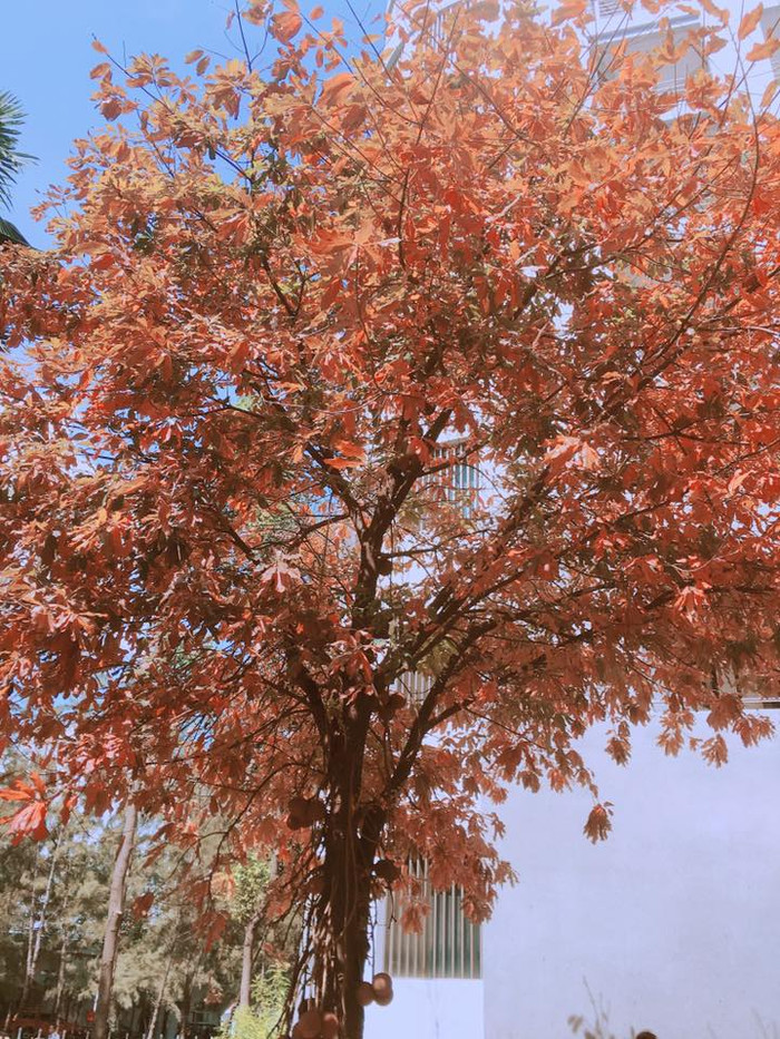 Nhân mùa phong lá đỏ, đi tìm những ngôi trường có mùa lá đổi màu đẹp nhất Việt Nam, lên hình xinh như ở trời Tây Ảnh 6