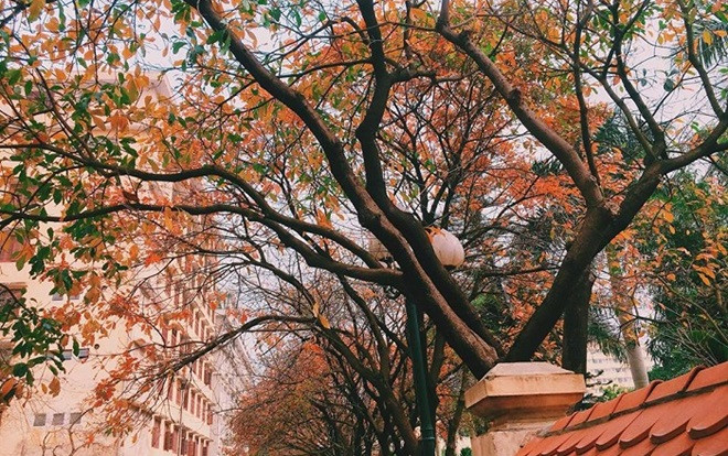 Nhân mùa phong lá đỏ, đi tìm những ngôi trường có mùa lá đổi màu đẹp nhất Việt Nam, lên hình xinh như ở trời Tây Ảnh 2