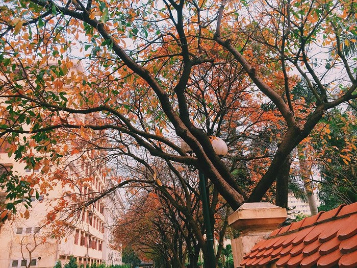 Nhân mùa phong lá đỏ, đi tìm những ngôi trường có mùa lá đổi màu đẹp nhất Việt Nam, lên hình xinh như ở trời Tây Ảnh 19