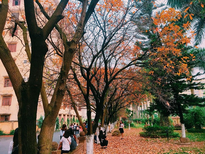 Nhân mùa phong lá đỏ, đi tìm những ngôi trường có mùa lá đổi màu đẹp nhất Việt Nam, lên hình xinh như ở trời Tây Ảnh 18