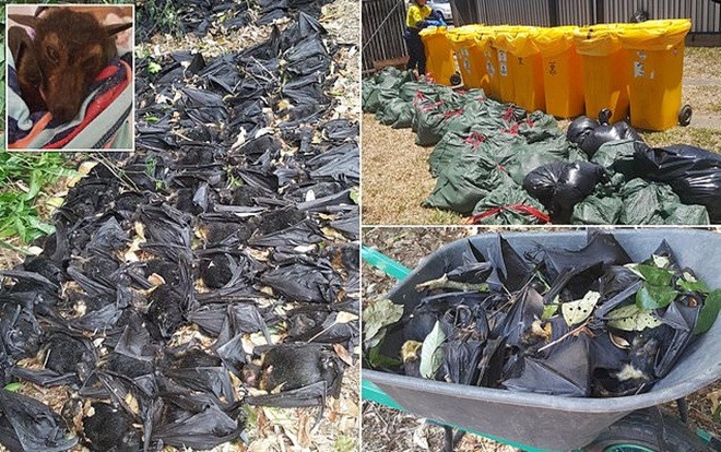 Hàng nghìn xác dơi từ trên trời rơi xuống khu dân cư ở Úc: 'Cảnh tượng như trong phim kinh dị' Ảnh 2