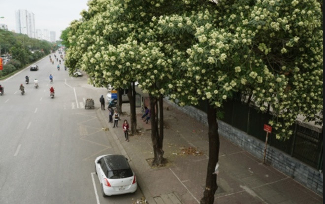Mật độ hoa sữa quá dày, Hà Nội tiến hành rà soát và thay đổi số lượng hoa sữa ở một số tuyến đường Ảnh 2
