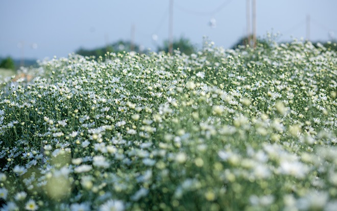 Mang danh là loài hoa suốt đời chỉ nở để báo đông nhưng bạn có biết họa mi thực sự có ý nghĩa gì? Ảnh 2