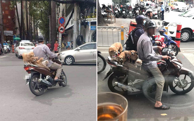 Bức ảnh đàn chó đu bám trên yên xe cùng chủ qua mọi nẻo đường gây sốt mạng xã hội Ảnh 2