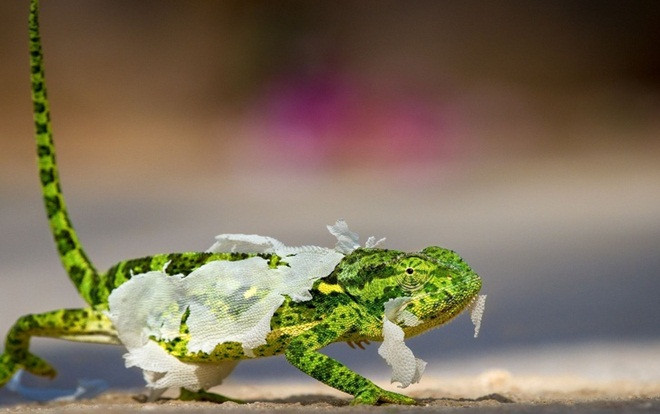 Những bức ảnh ấn tượng nhất năm 2018 của National Geographic Ảnh 2