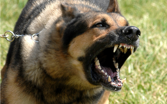 Cháu bé 5 tuổi ở Quảng Nam phát bệnh dại tử vong thương tâm sau khi bị chó cắn Ảnh 2