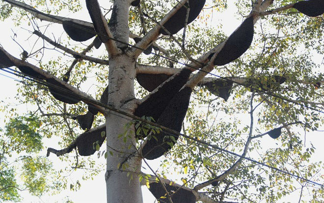 Kỳ lạ cây gạo có gần 60 đàn ong mật làm tổ ở Nghệ An Ảnh 2