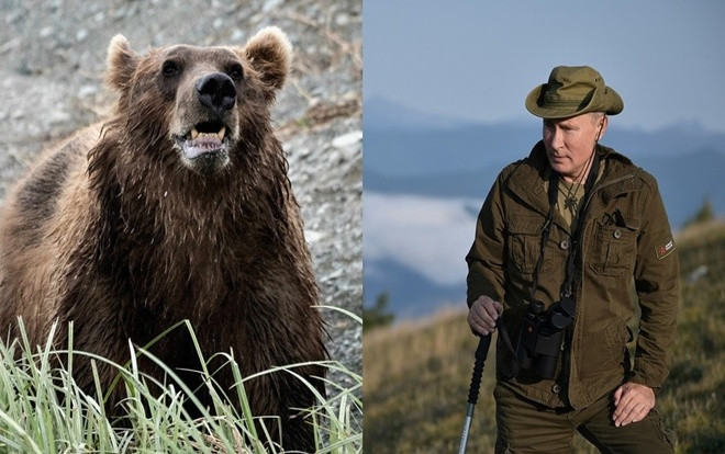 Tổng thống Putin kể chuyện bị gấu vây trong rừng ở Siberia Ảnh 2
