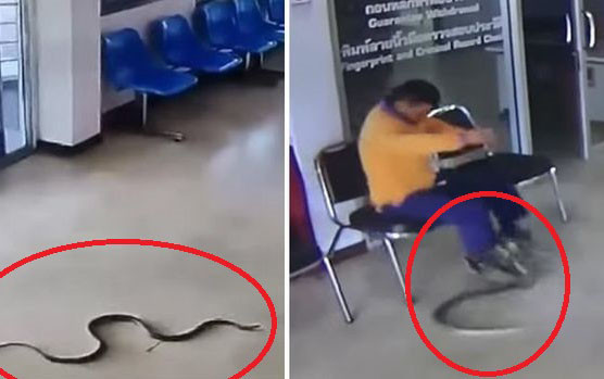 Video: Phản ứng bất ngờ của người đàn ông khi bị rắn bò vào đồn cảnh sát tấn công Ảnh 2