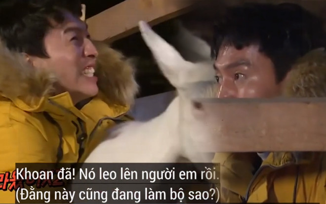 'Running Man' tập 430: 'Hươu cao cổ' Kwangsoo toát mồ hôi hột khi làm quen bạn mới - Dê núi Ảnh 2