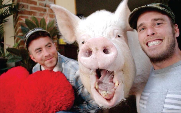 Chú lợn 'phi thường' chiến thắng ung thư này chính là thú cưng có sức ảnh hưởng nhất mạng xã hội 2018 Ảnh 2