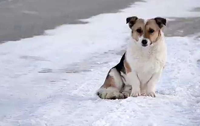 Cảm động chú chó chờ chủ ròng rã 6 tháng dưới cái lạnh -30 độ Ảnh 2