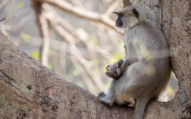 Xúc động hình ảnh khỉ mẹ ôm khư khư xác con trên tay, quyết không rời Ảnh 2