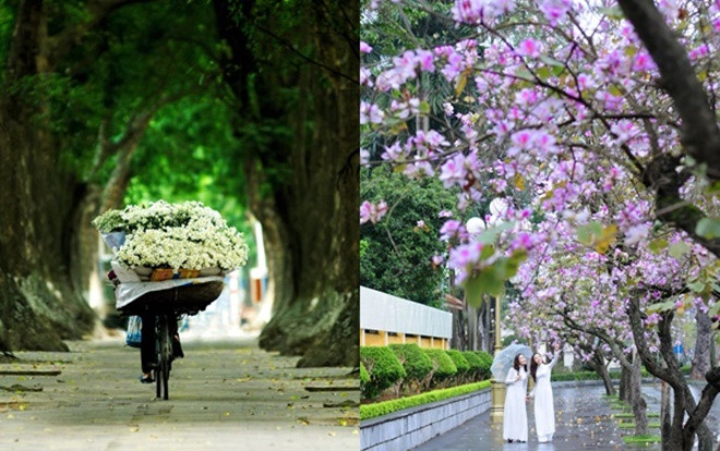 Phút chùng lòng cuối năm, rưng rưng nhớ những mùa hoa Hà Nội Ảnh 2