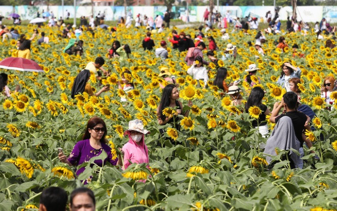 Choáng váng cảnh tượng 'người nhiều hơn hoa' ở vườn hướng dương Sài Gòn Ảnh 2
