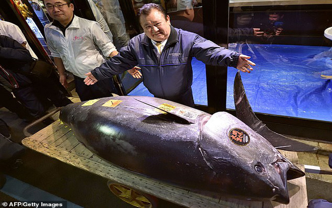 Phát sốt với siêu cá ngừ 278 kg bán với giá 2,4 triệu USD Ảnh 2