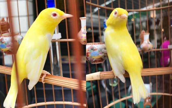 Cuộc sống sung sướng của chim quý tộc giá tiền tỷ: Ở phòng điều hoà, có ‘bảo mẫu’ tắm rửa, thức ăn nhập ngoại Ảnh 2