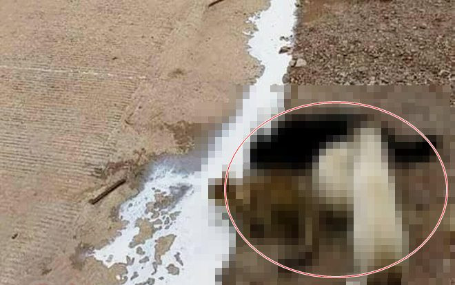 'Hôi của' xe chở sữa gặp nạn nhưng 4 nhân vật chính mới khiến dân mạng ngã ngửa Ảnh 2