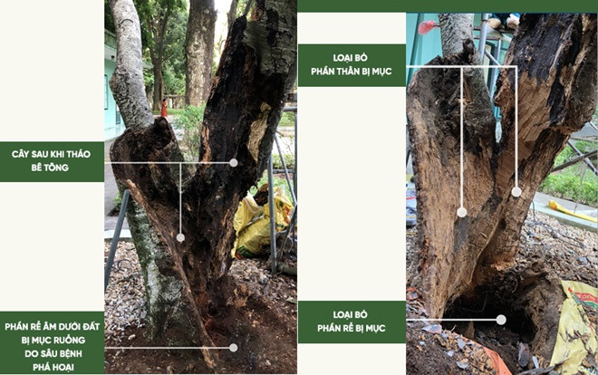 90 giờ cân não cứu sống cây trường xanh trong Khu di tích Phủ Chủ tịch Ảnh 2