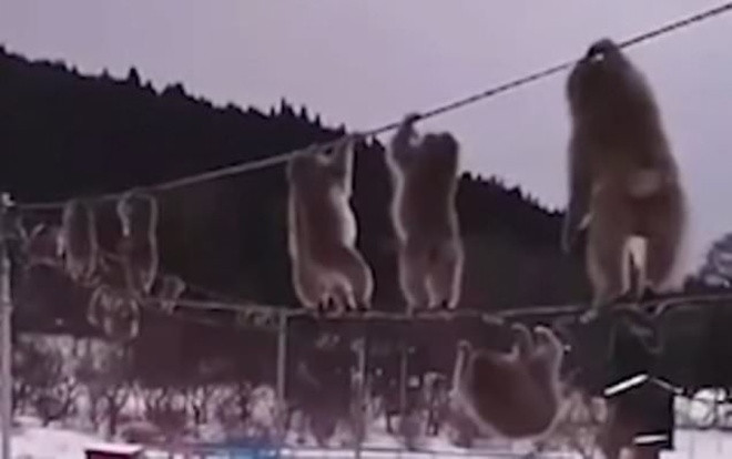 Video đàn khỉ nối đuôi nhau đu dây để giữ ấm gây bão mạng Ảnh 2
