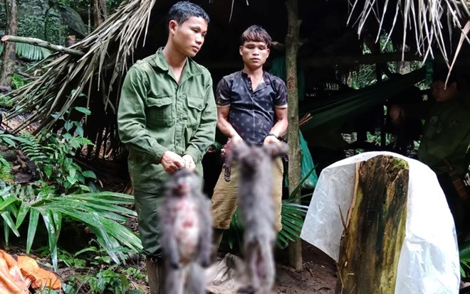 Dùng súng tự chế bắn chết 2 cá thể Voọc xám quý hiếm, nhóm thợ săn bị bắt Ảnh 2