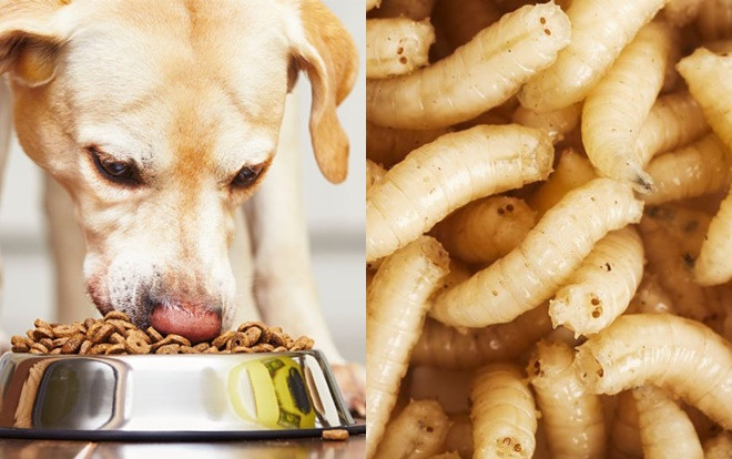 Ý tưởng khởi nghiệp kinh dị gây tranh cãi: Cho chó ăn giòi Ảnh 2