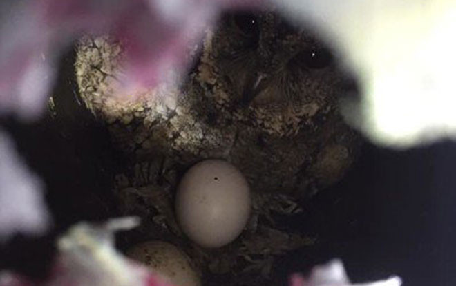 Nghe thấy tiếng kêu ám ảnh trong ống khói, chủ nhà phát hiện điều kinh ngạc Ảnh 2