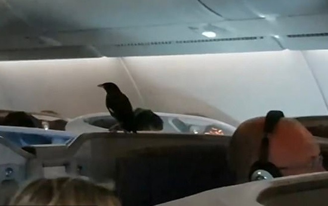 Sáo đen khôn lỏi 'đi lậu' máy bay suốt 12 tiếng mà không ai biết Ảnh 2