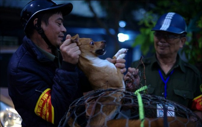 Chủ tịch quận Thanh Xuân: 'Đội săn bắt chó thả rông không rọ mõm đang thực hiện rất hiệu quả' Ảnh 2