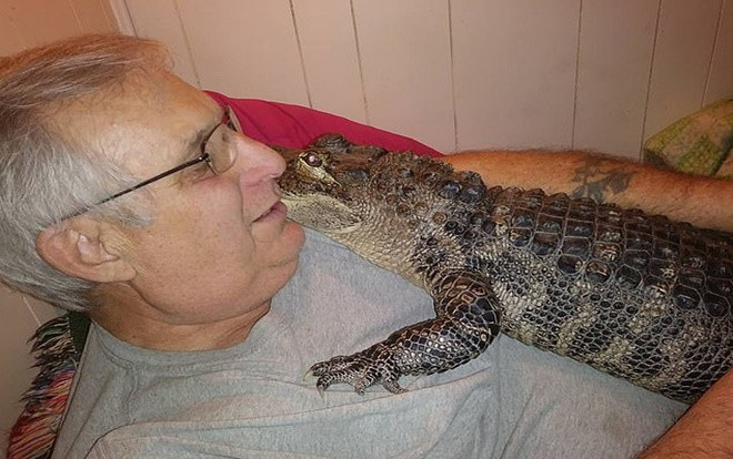 Người đàn ông dùng cá sấu 4,5 mét làm động vật hỗ trợ cảm xúc Ảnh 2