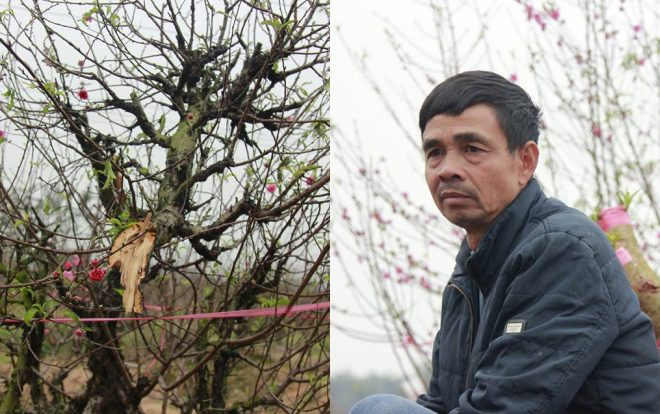 11 gia đình uất nghẹn vì bị chặt phá hàng trăm gốc đào bán Tết trong khi mải xem đội tuyển Việt Nam đá bóng Ảnh 2