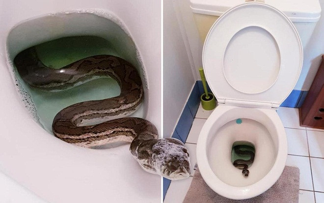 Chủ nhà 'hết hồn vía' khi thấy trăn chui lên từ bồn cầu Ảnh 2