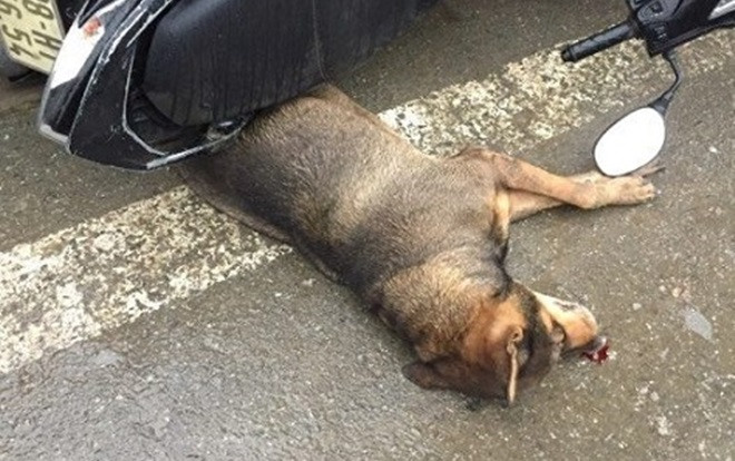 Chó dữ xông vào trung tâm thương mại cắn hàng loạt người bị thương Ảnh 2