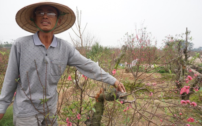 Vụ chủ vườn nghi tự tử vì bị chặt hàng trăm gốc đào: 'Ít ngày nữa là Tết rồi mà còn xảy ra cơ sự, chúng tôi ai cũng mất ăn mất ngủ' Ảnh 2