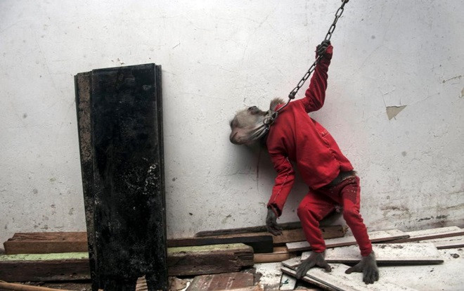 Những chú khỉ tội nghiệp bị bắt mặc quần áo, đi trên cà kheo, lái xe máy để mua vui cho người qua đường và sự thật đằng sau Ảnh 2